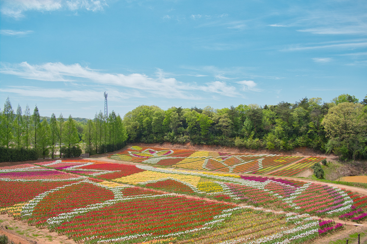 【2026年最新】世羅高原農場の見頃は？花で町をつくる世羅町の挑戦